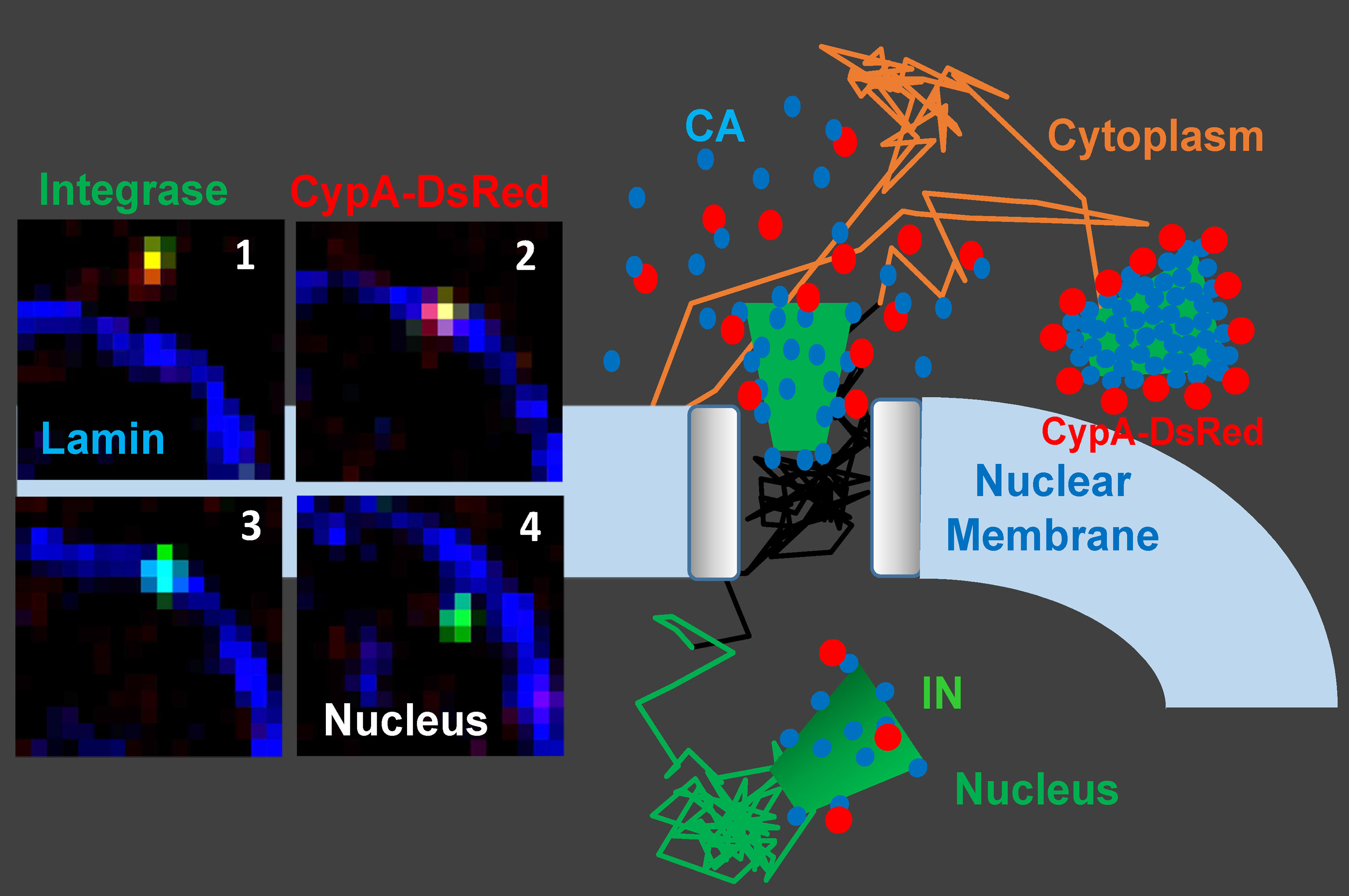 Imaging of single HIV-1 uncoating and nuclear import Carousel Photo