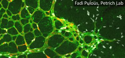 Fadi Petrich image Fadi Petrich image